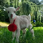 Quinta Do Bamby Gospodarstwo agroturystyczne *