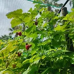 Gospodarstwo agroturystyczne Quinta Do Bamby *