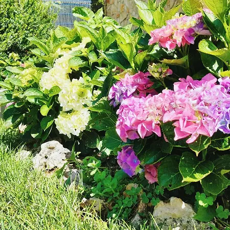 Alojamento de Turismo Rural Quinta Do Bamby Leiria