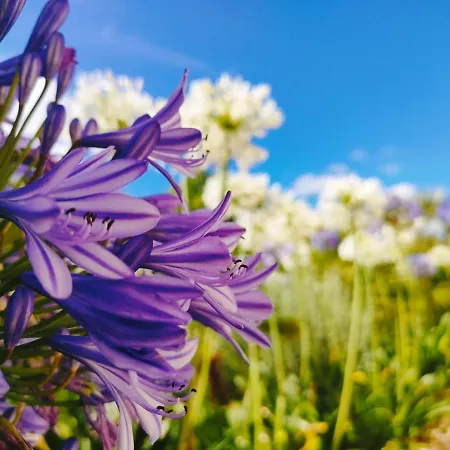 Quinta Do Bamby Farm stay