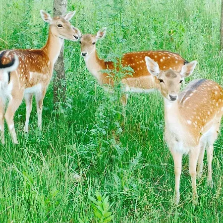 Farm stay Quinta Do Bamby