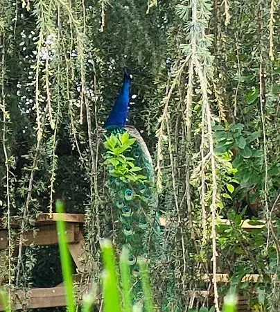 Quinta Do Bamby