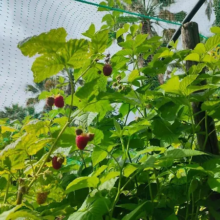 ファームステイ Quinta Do Bamby *