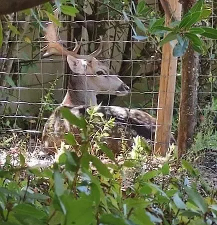 Quinta Do Bamby Alojamento de Turismo Rural *