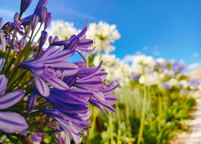 Quinta Do Bamby Farm stay