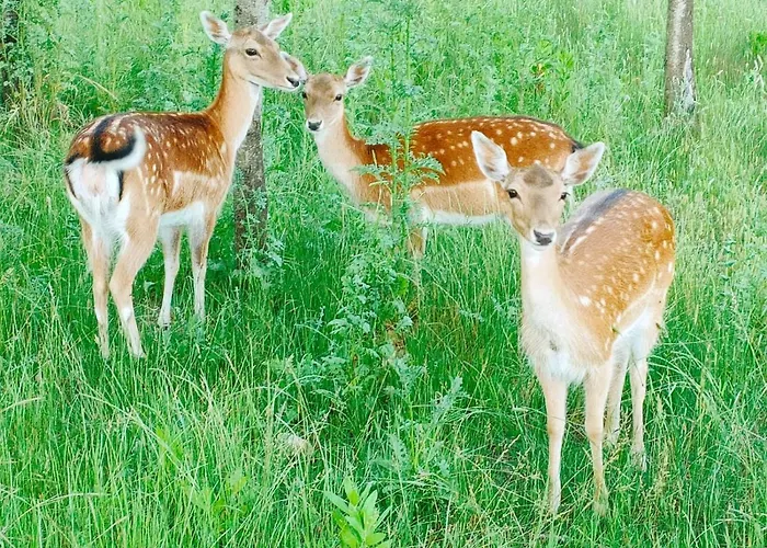 Farm stay Quinta Do Bamby