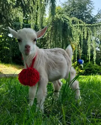 Quinta Do Bamby Farm stay *