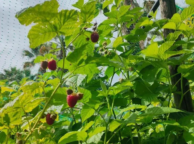 Farm stay Quinta Do Bamby *