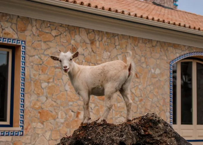 Quinta Do Bamby Farm stay Leiria