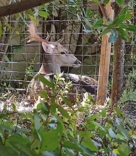 Quinta Do Bamby Farm stay *